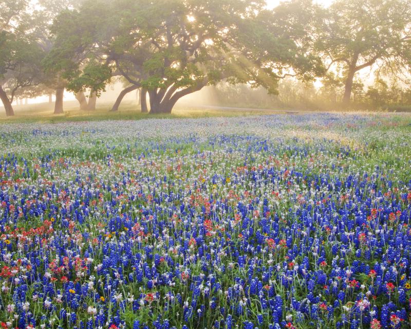 Bluebonnet field