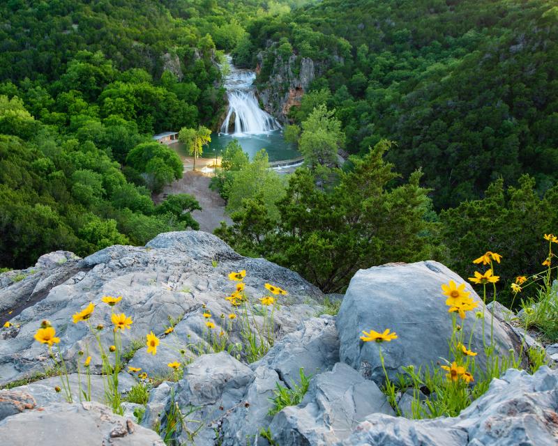 yellow wildflowers and a waterfall with trees